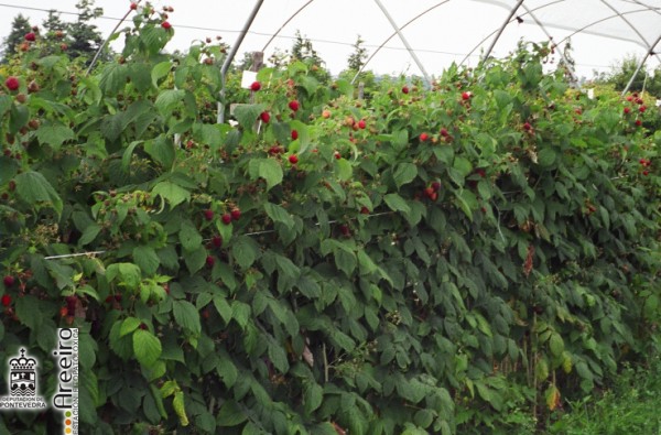 Frambuesa - Raspberry - Framboesa (Rubus idaeus L.) >> Frambuesa (Rubus idaeus L.) - Detalle Plantacion_2.jpg